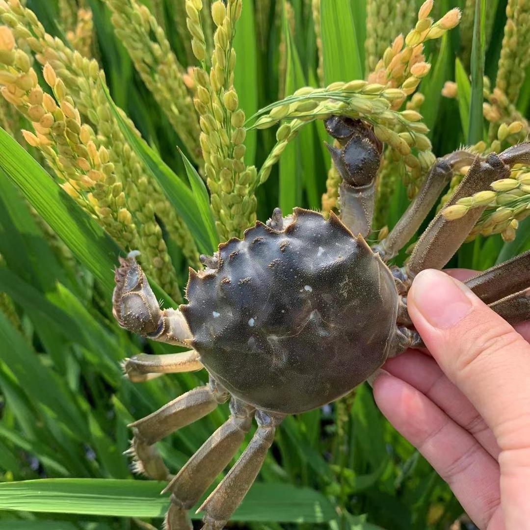 小月盘锦河蟹二号甄选