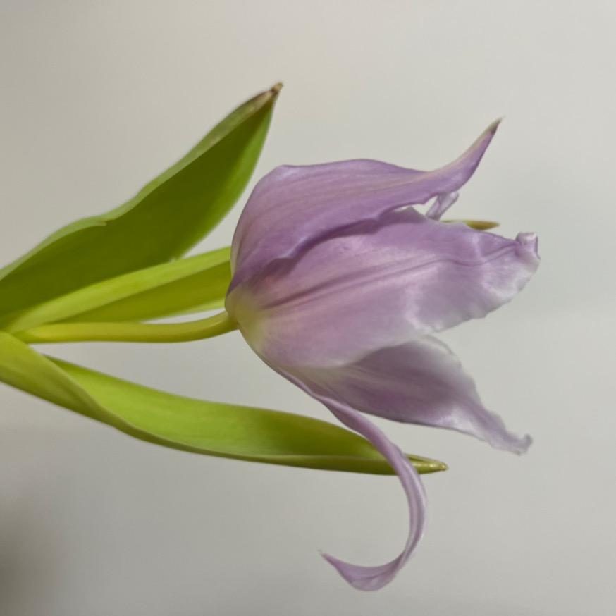 A  Lynn(拒绝连赞3个）