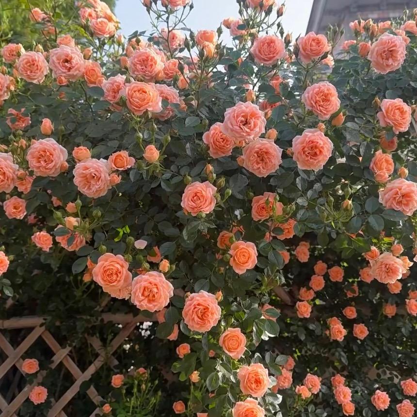 亿朵花卉