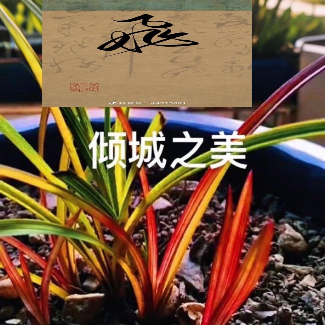 川九飞哥红香妃兰花种植园