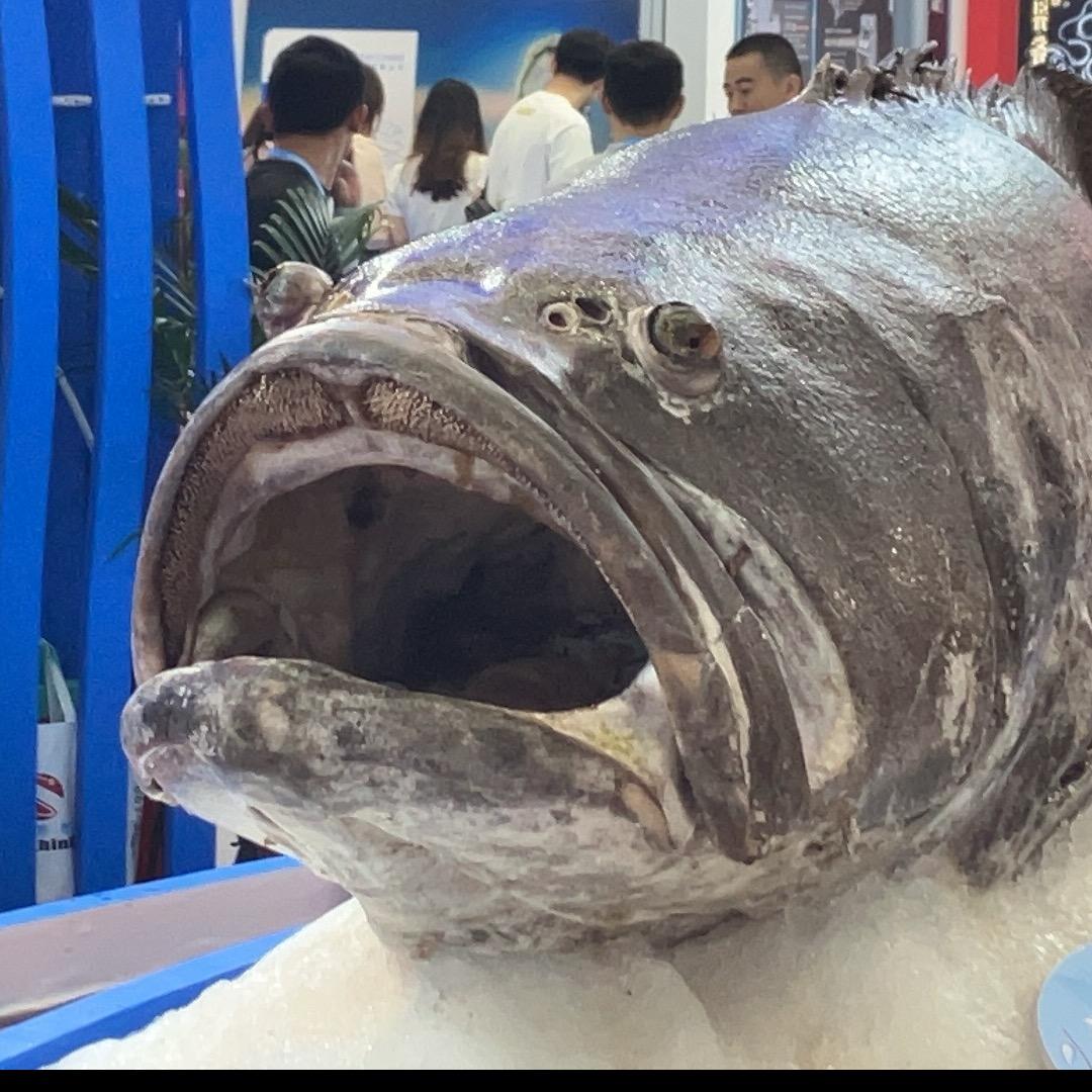 嘟嘟嘟的小乌龟