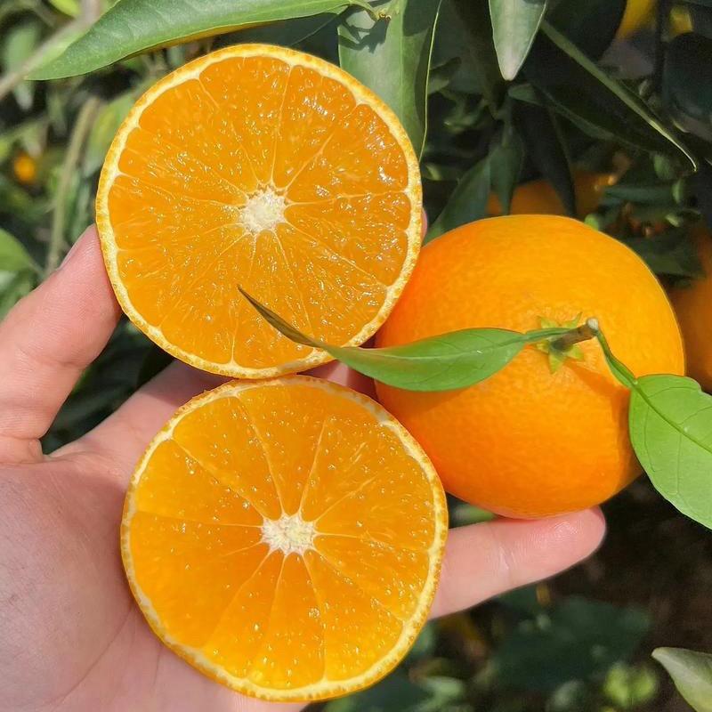 爱媛果冻橙
