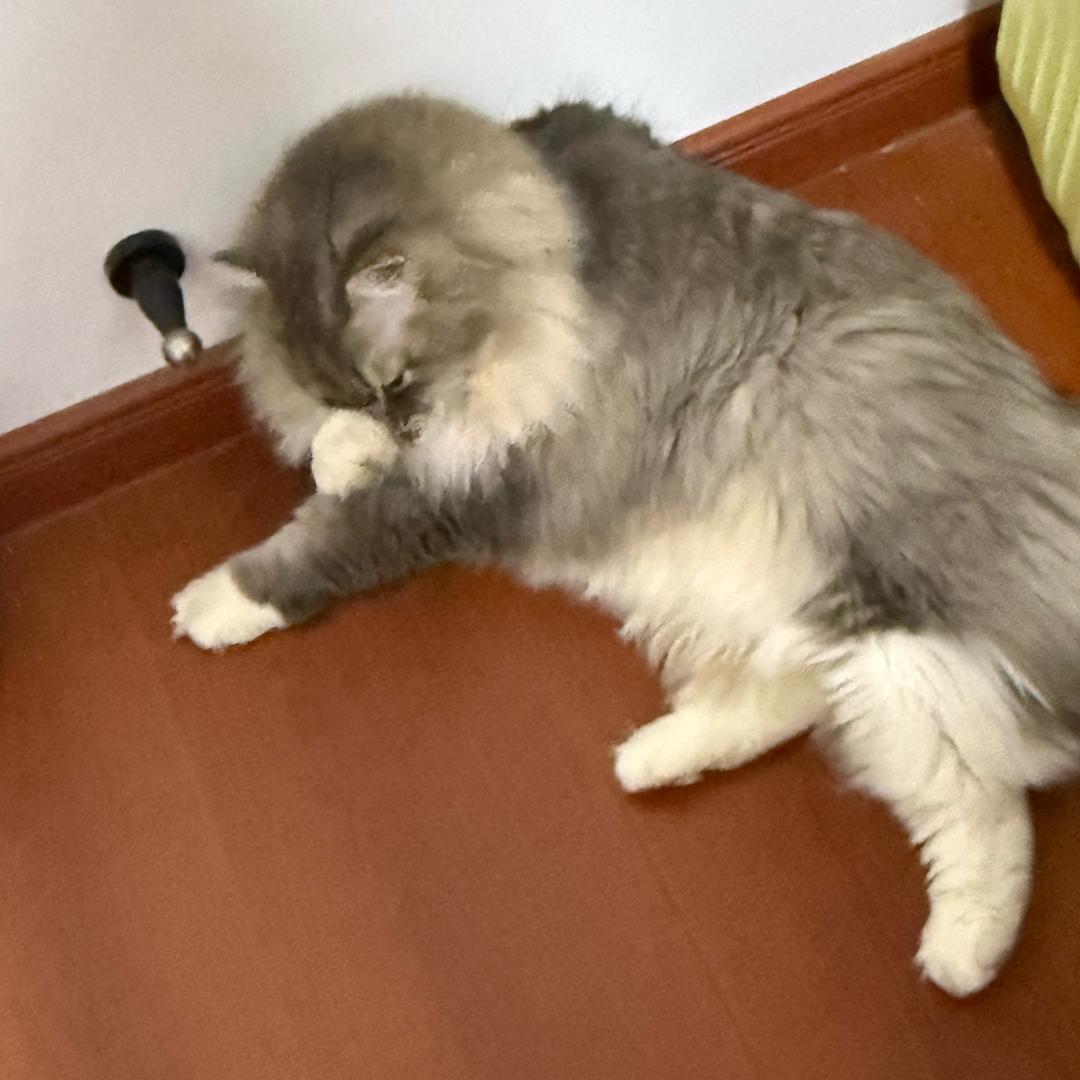 花开