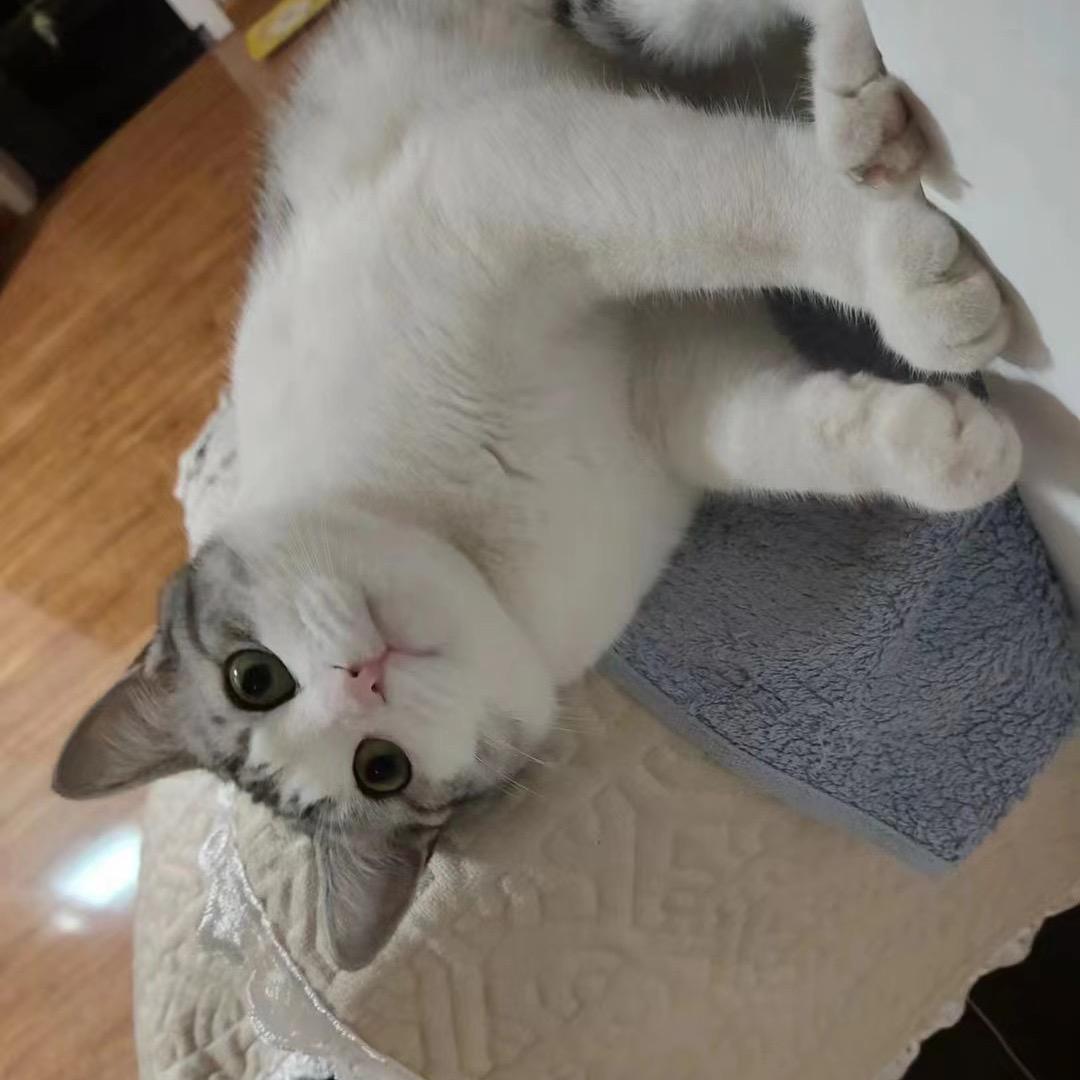 小宝不蘸糖（努力搓指甲版）