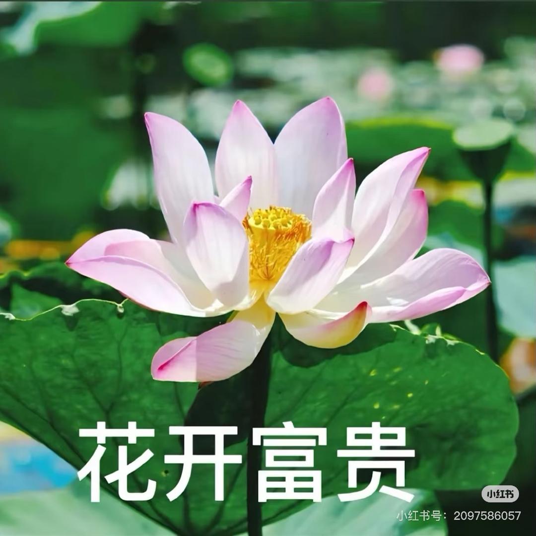 大發發