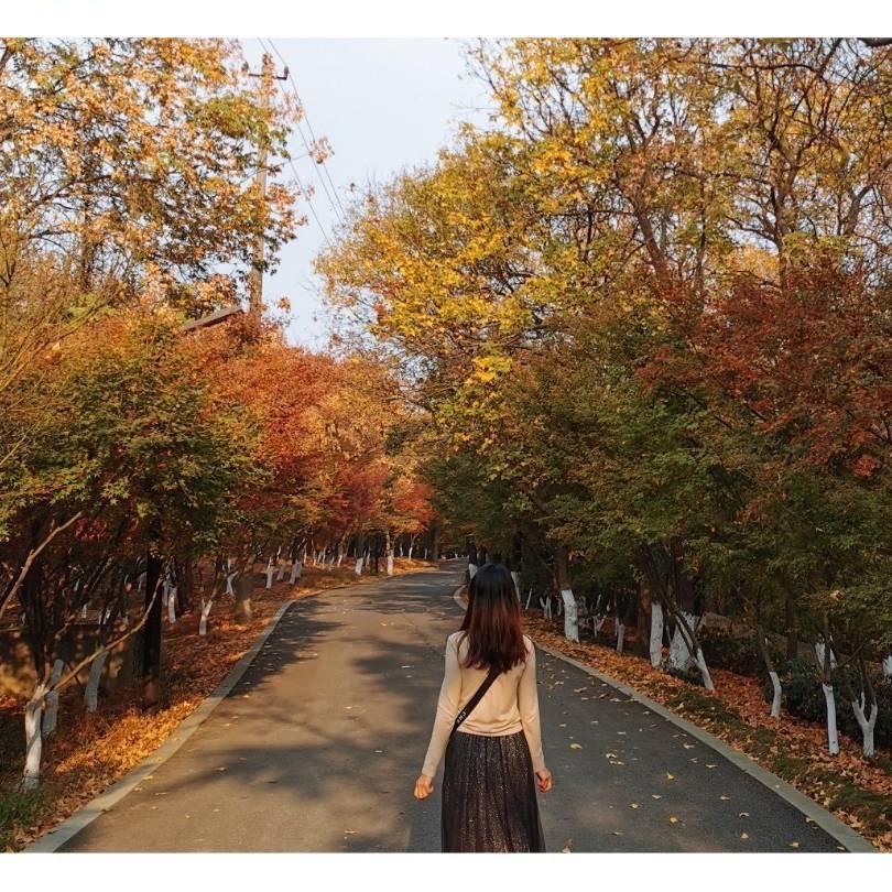 🔸🕊路灯下的浪漫💘