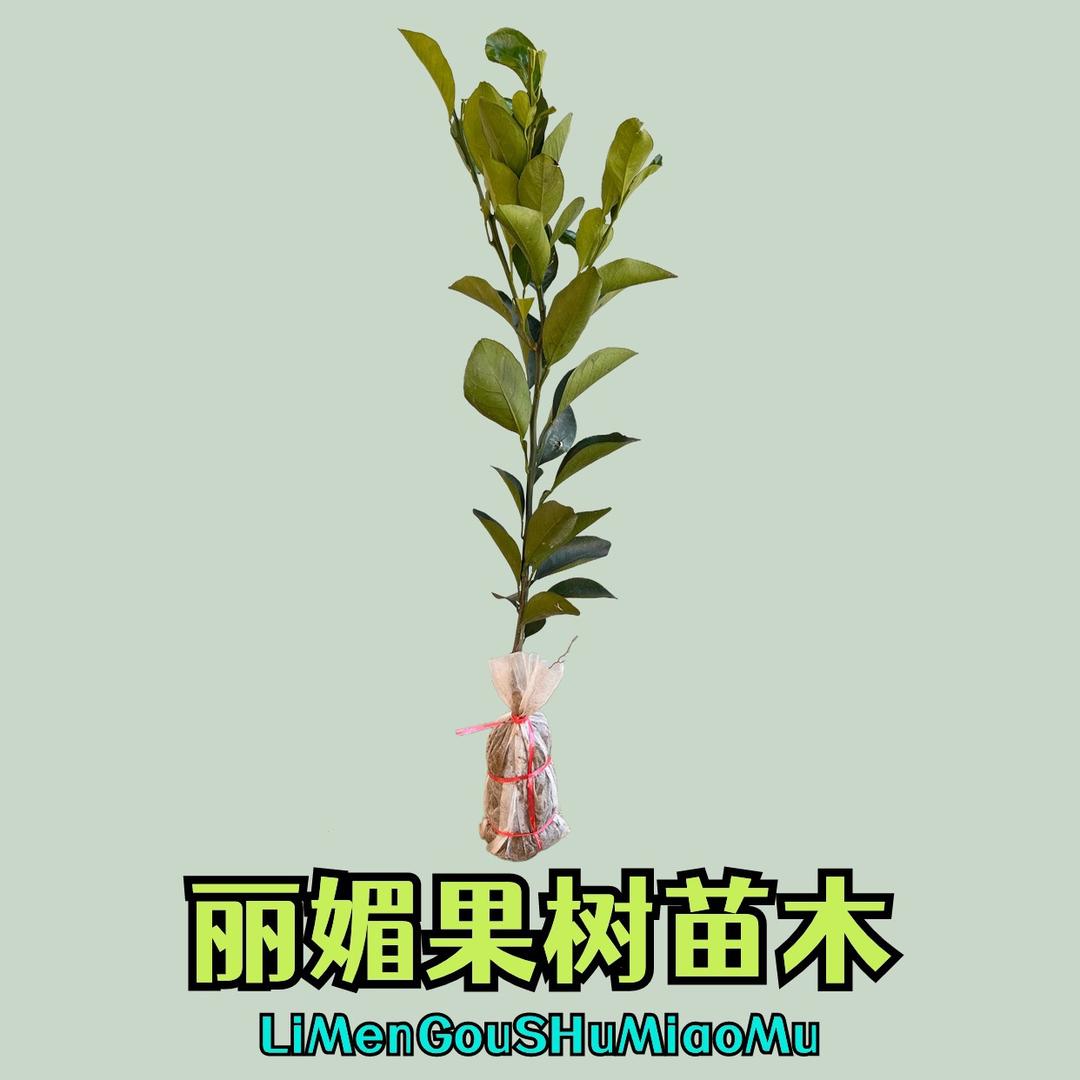 甜盟果树苗木旗舰店