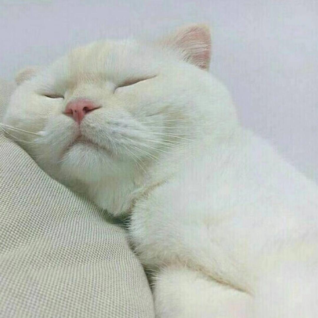 怎么肥四的杂货铺