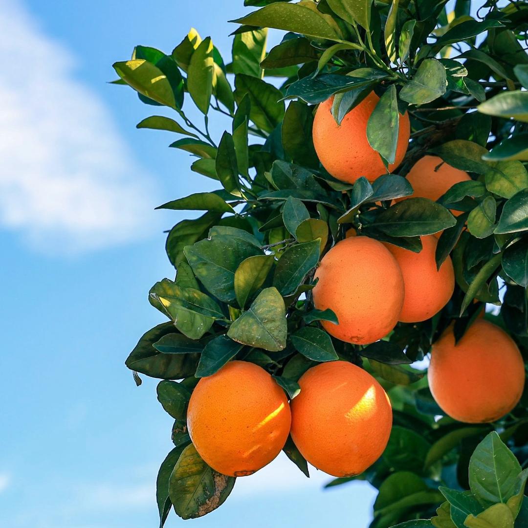赣南脐橙