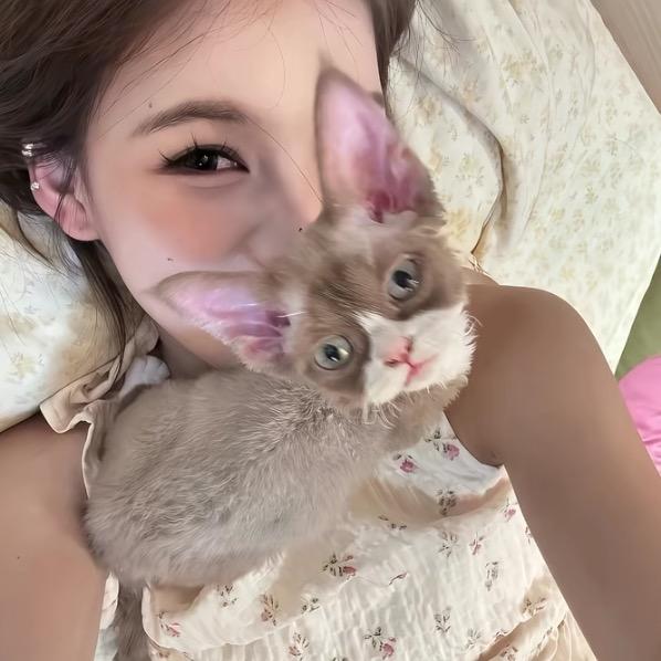 懒猫