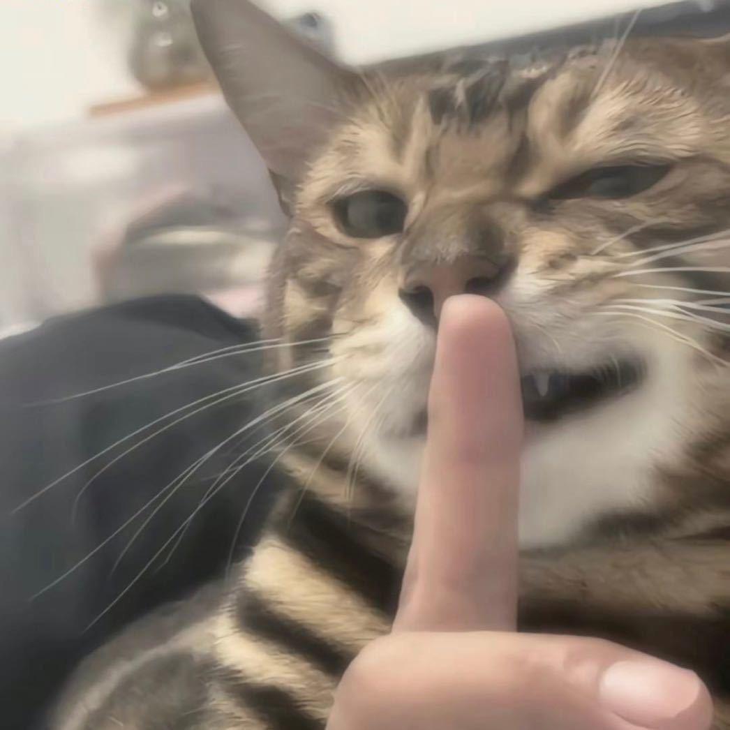 巷子里的猫