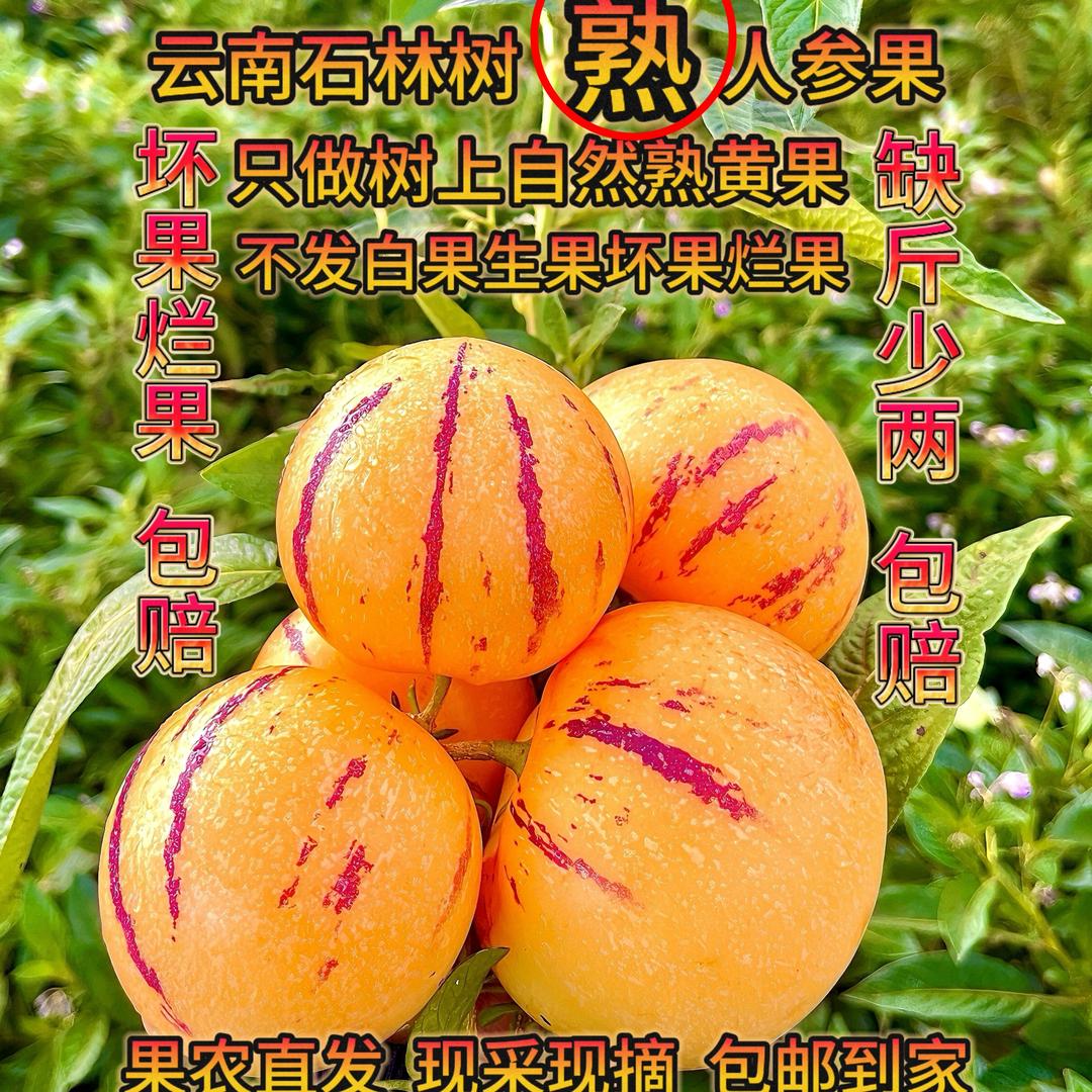 小老弟家果园（石林树熟人参果）