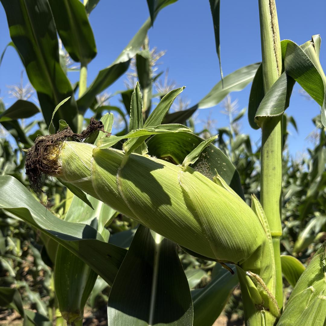 凤娇鲜食农产品