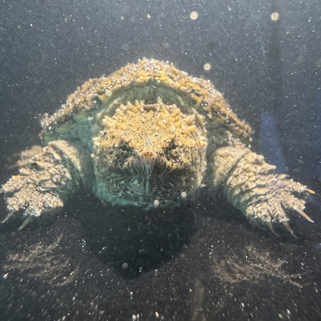 集龟乐园@爆刺纯佛