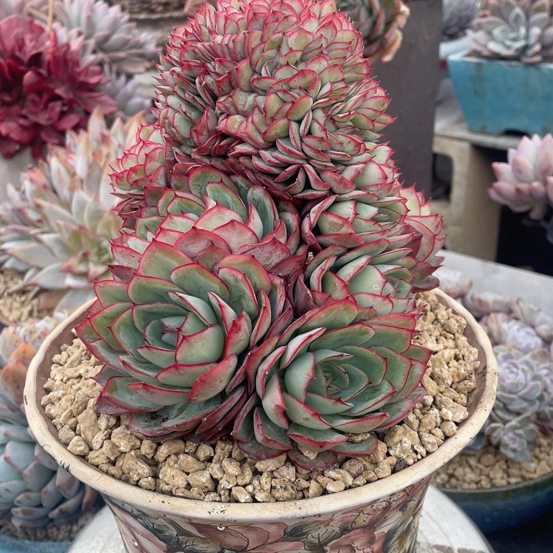 玉米的多肉小铺