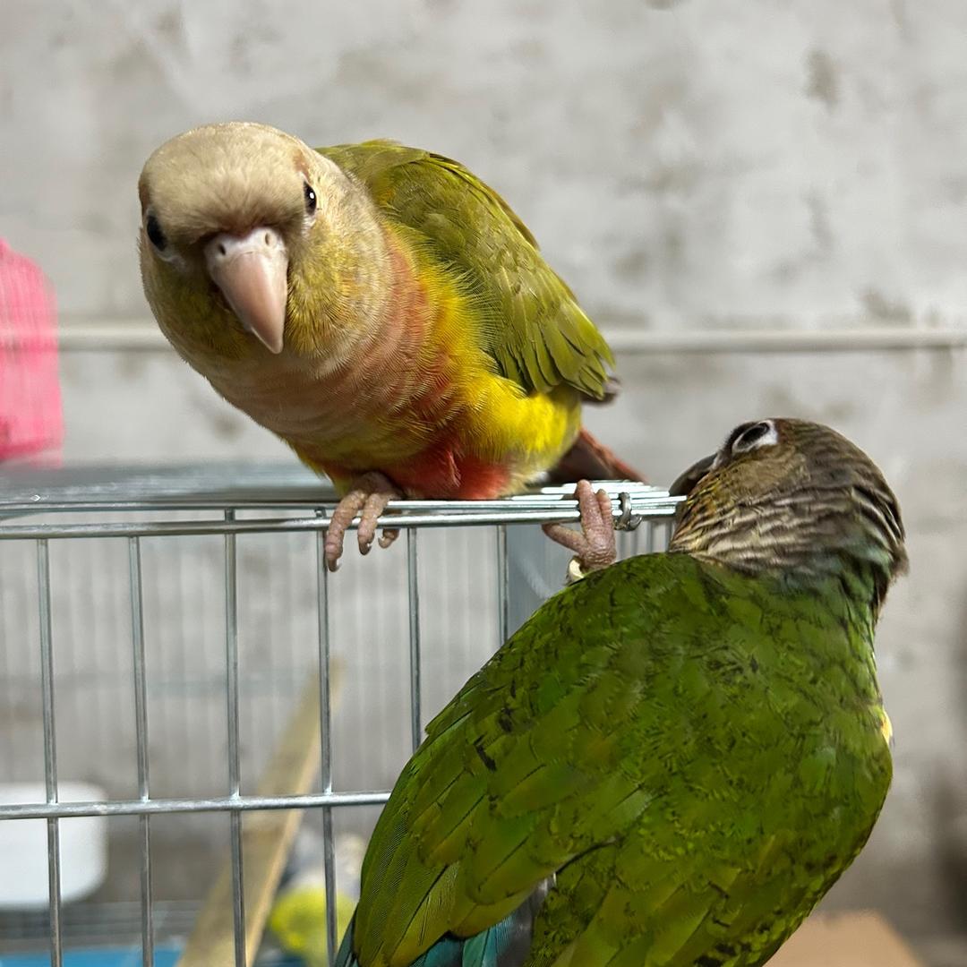 翎鸣宠物臻选阁