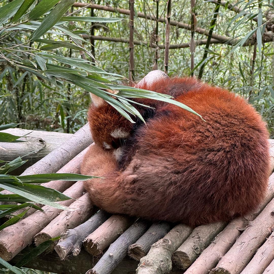 丽
