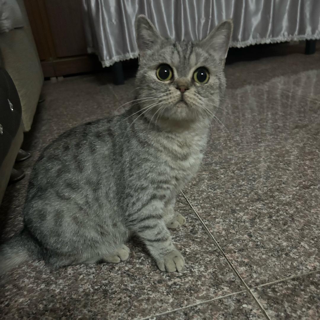 七彩山鸡宠物鸡