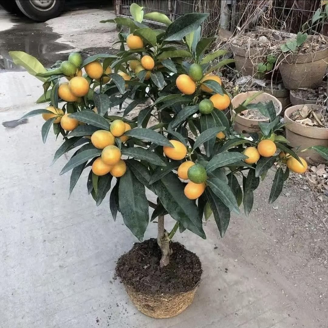 然阔花卉