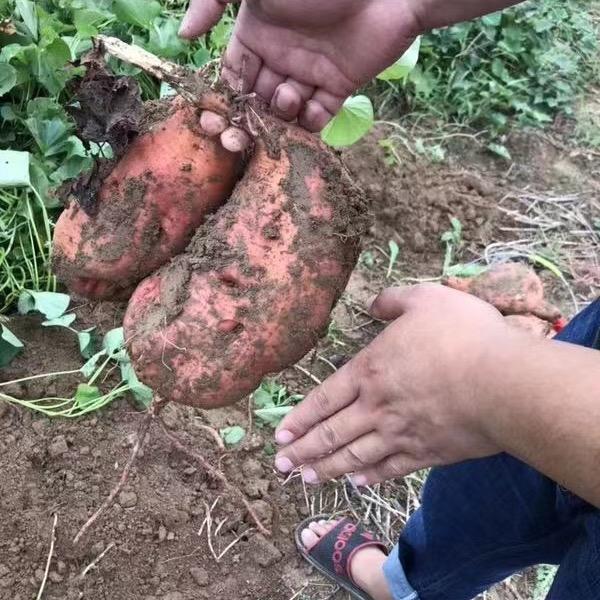甜蜜小地瓜
