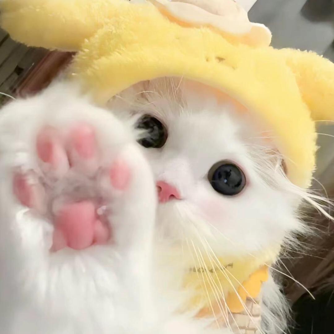 拿铁小猫