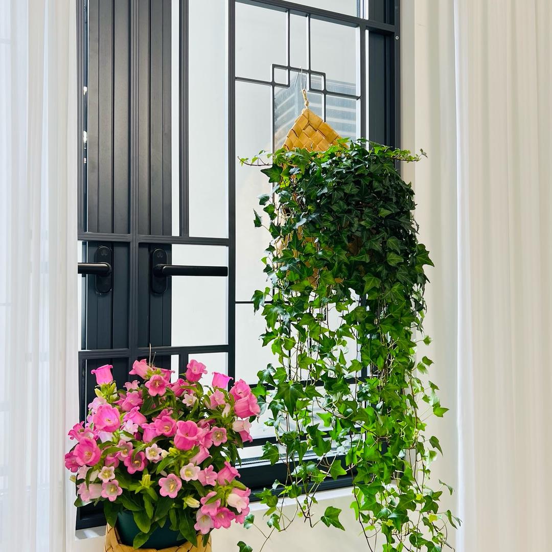 常春藤绿植基地直发