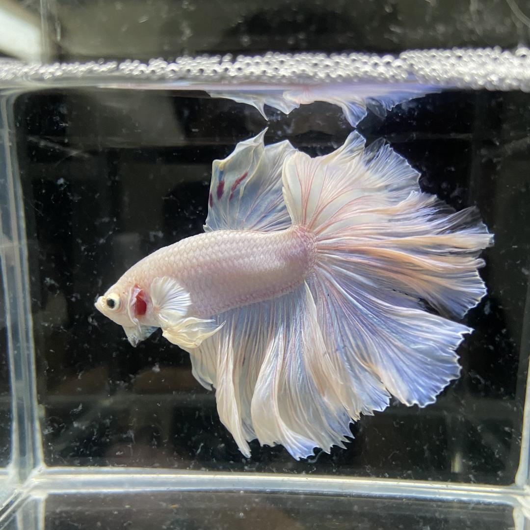 阿超泰斗水族馆