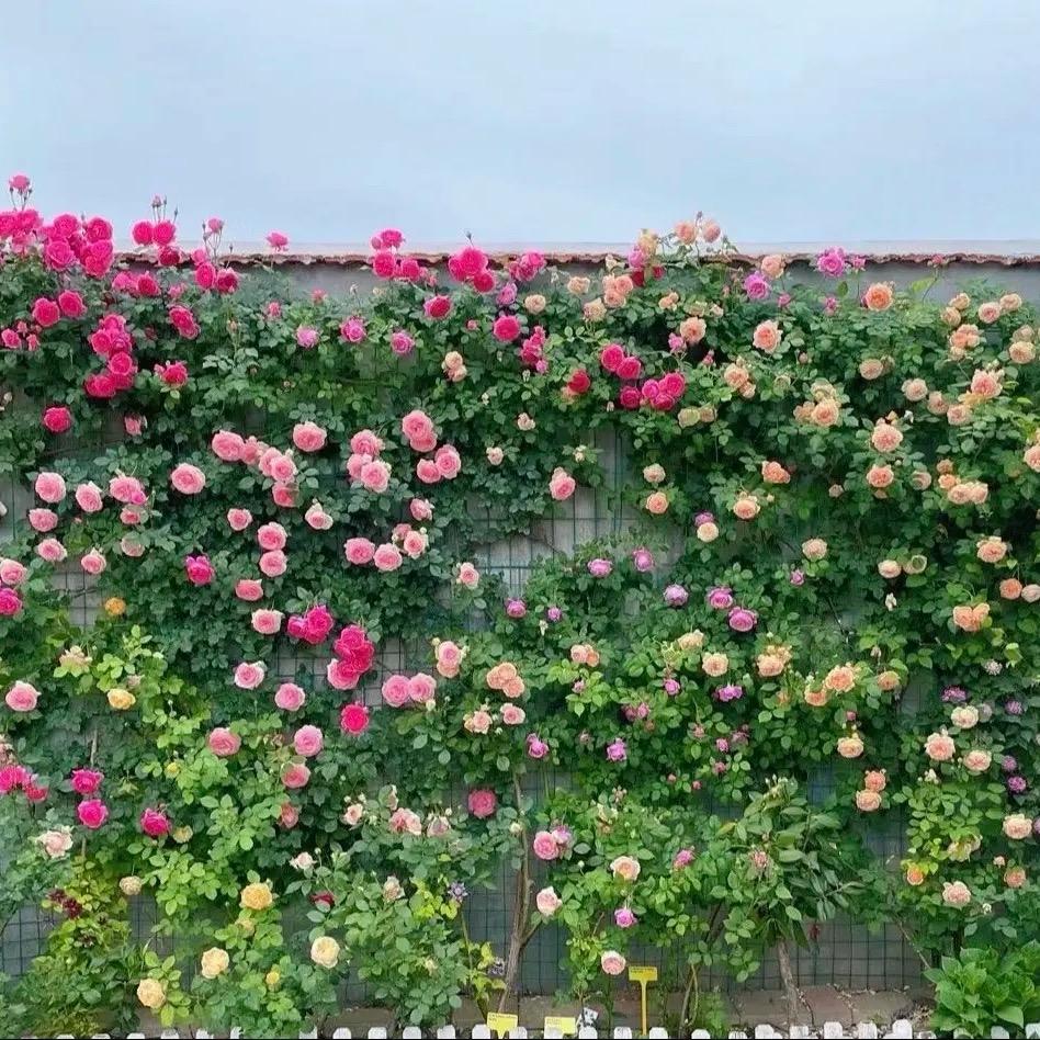 七里香花卉绿植