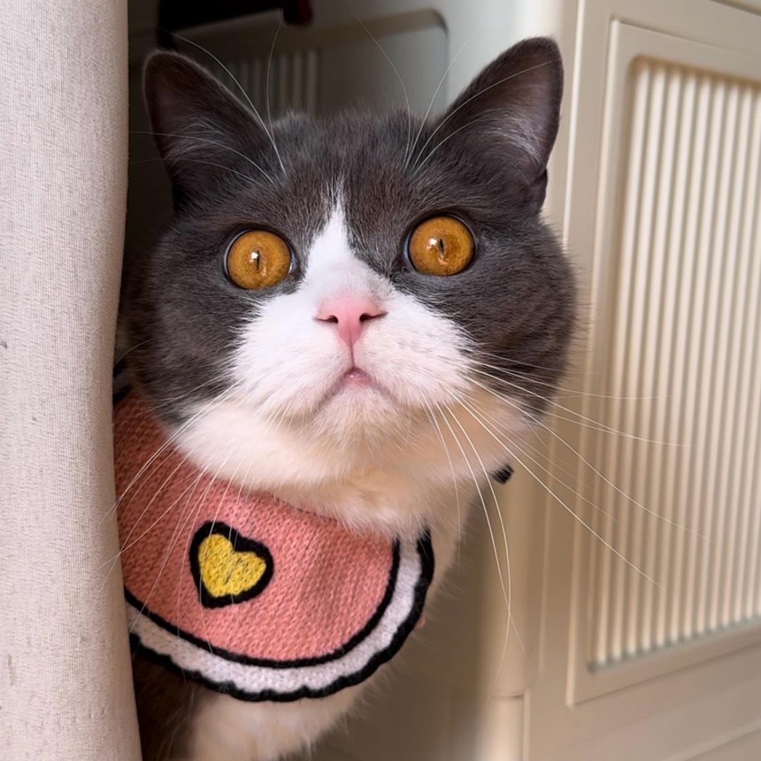 雪球是只矮脚猫
