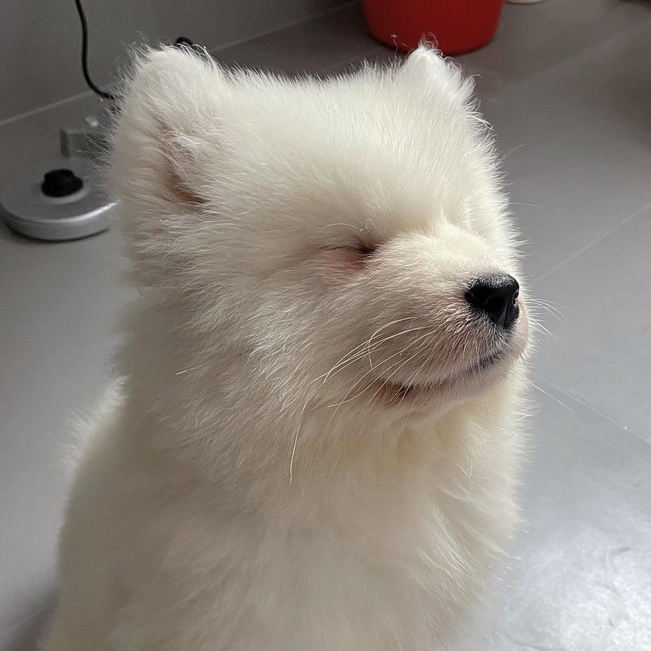 肖包子