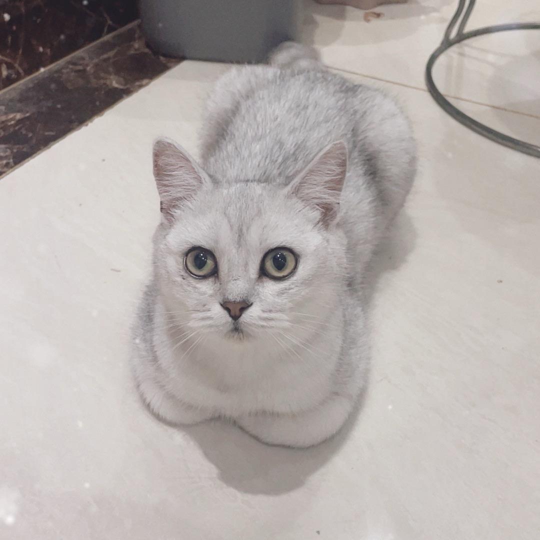 🫶仔仔是一只喵