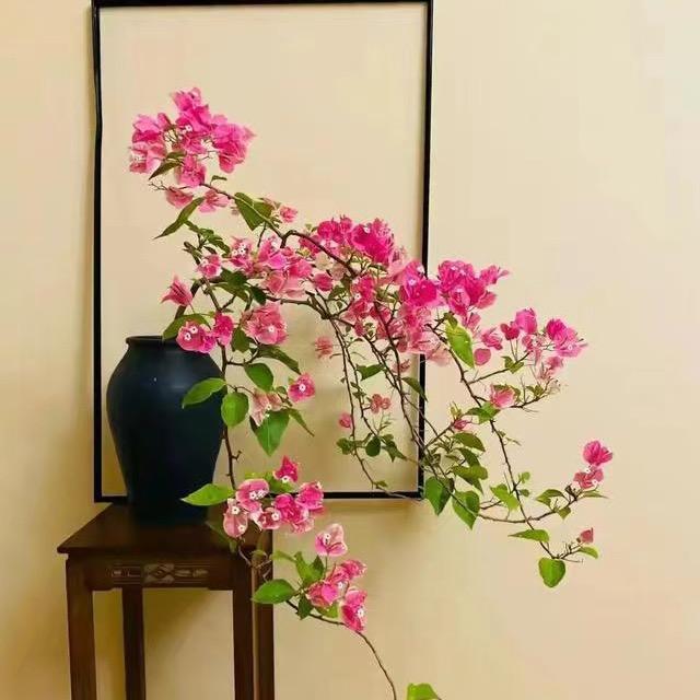 一间三角梅园艺