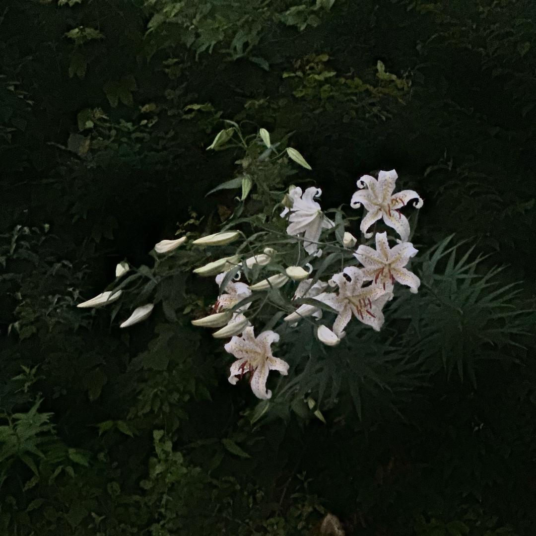 小饺子