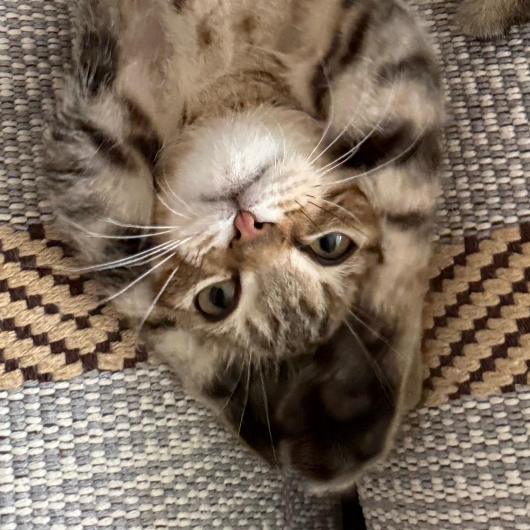 青春抖S少女会不会梦到猪头少年