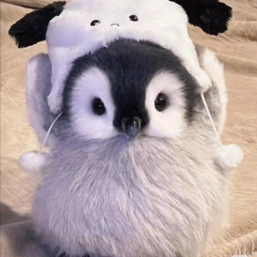 企鹅主理人e 、