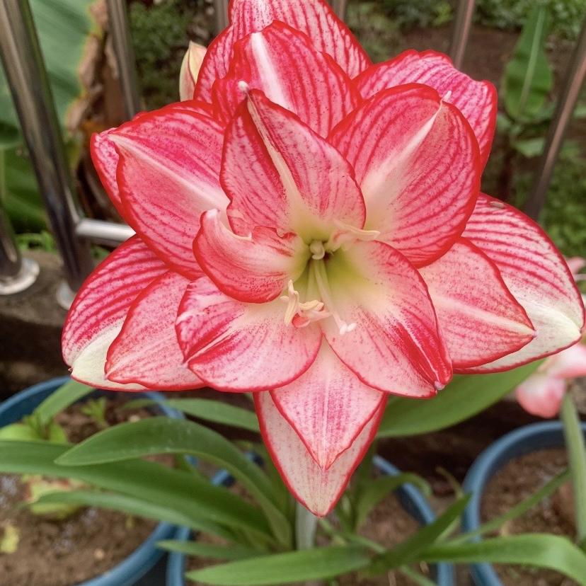 花之娇朱顶红基地