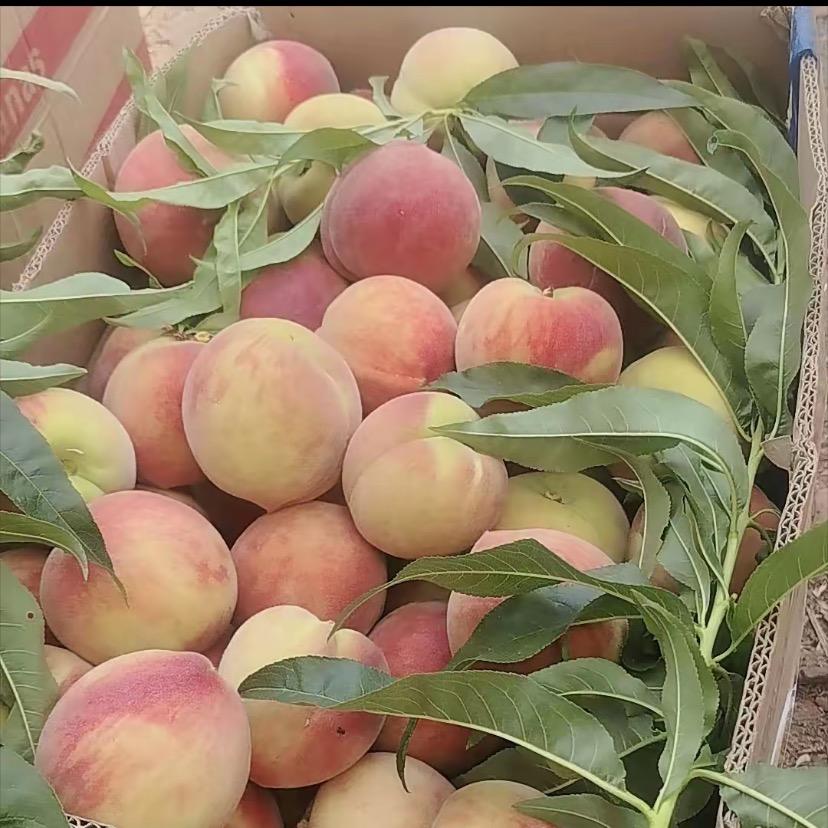 乔乔家水果朋友圈