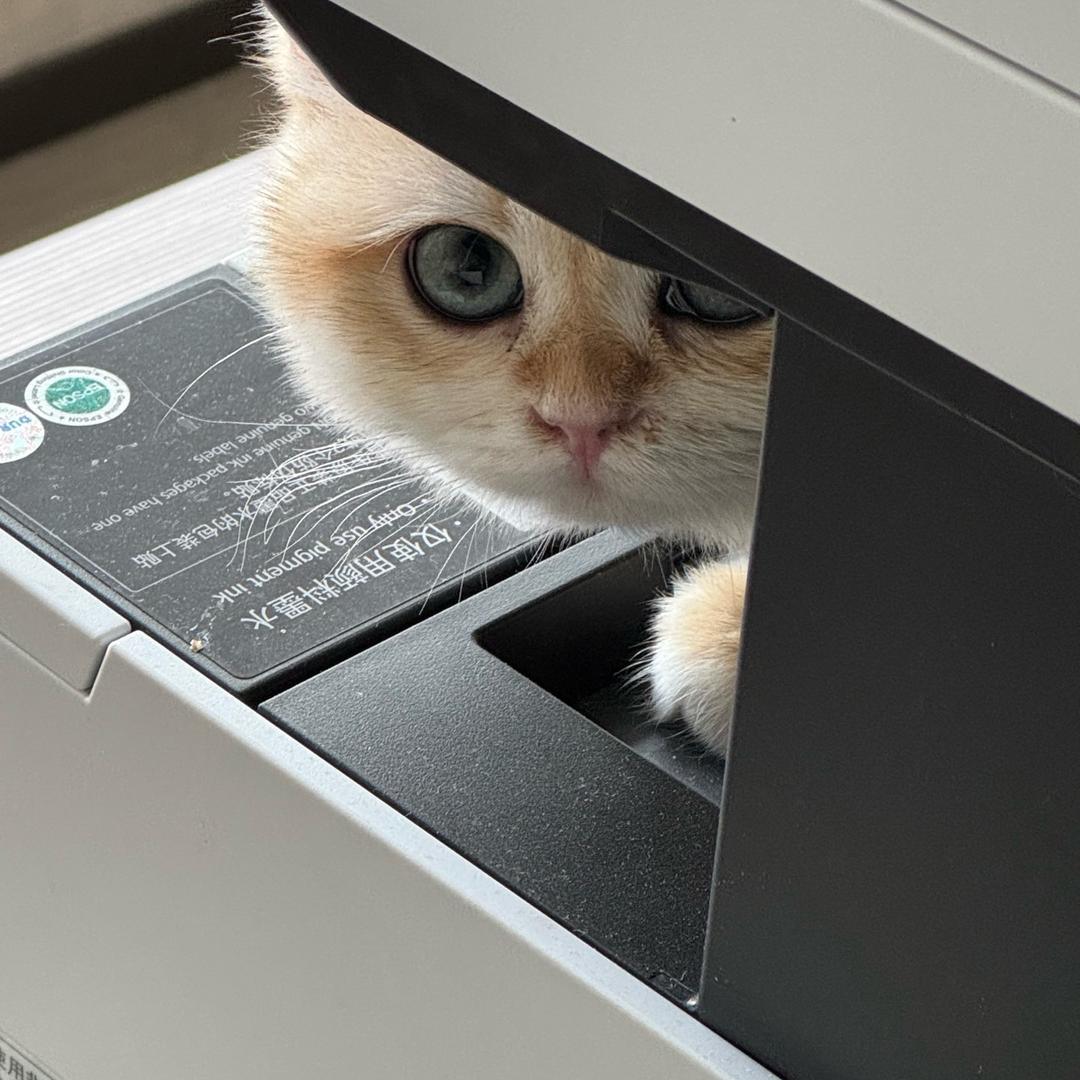 五千是只金渐层