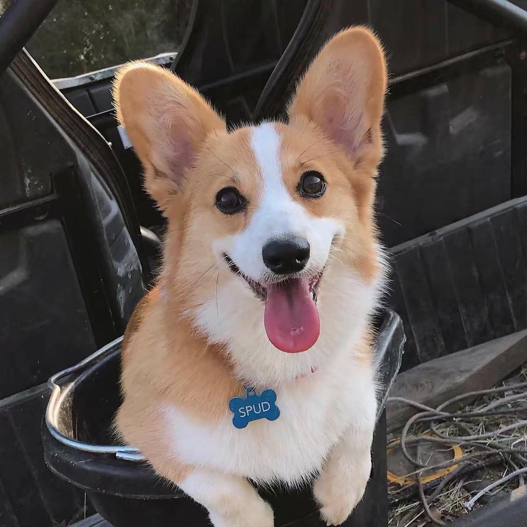 高尔夫犬舍