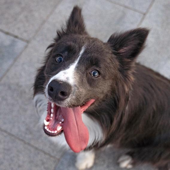 野生包包And九九