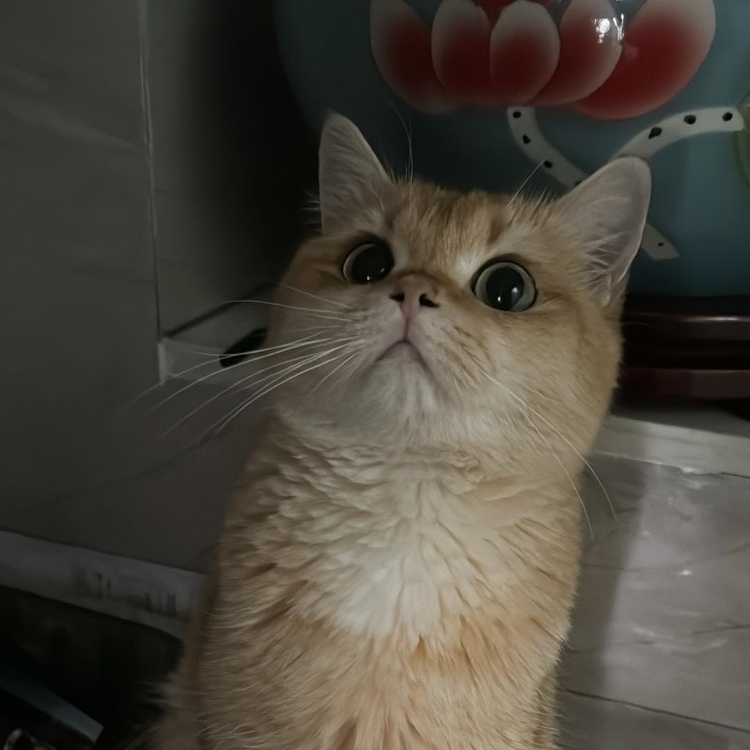 可乐鸡翅我最爱