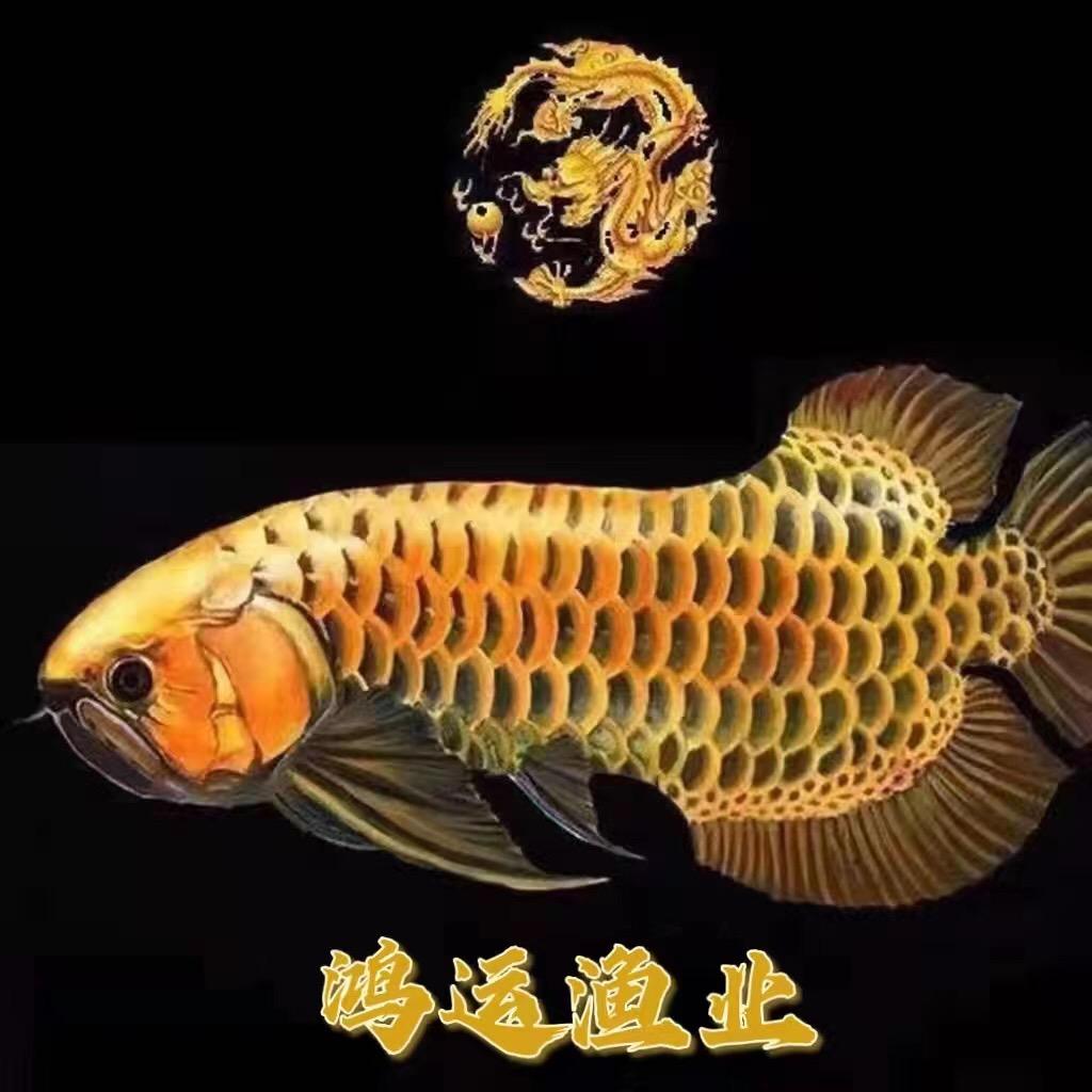 鸿运水族一龙虎魟