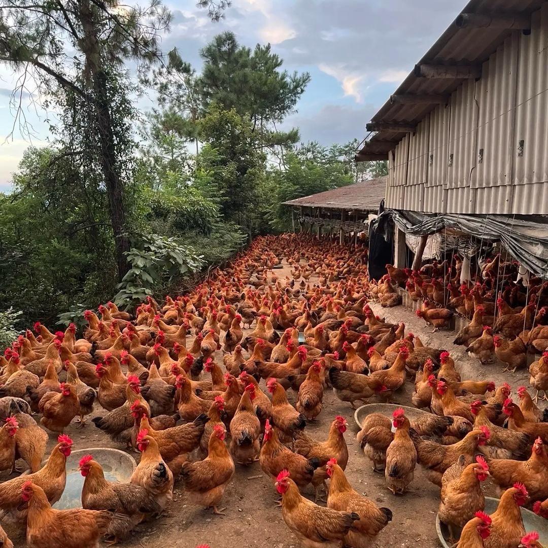 九斤红生态养殖基地