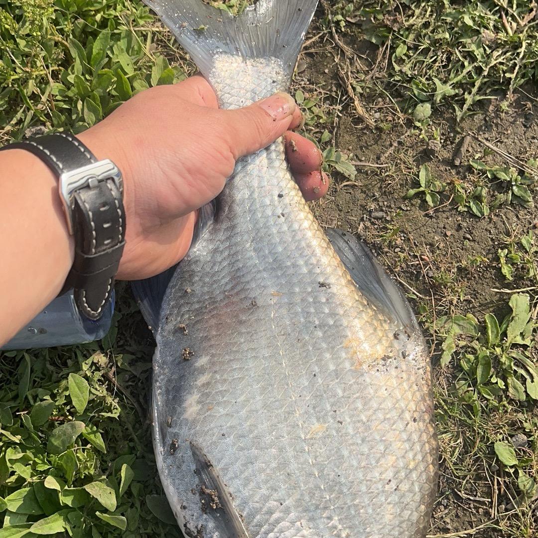 爱吃熘肉段