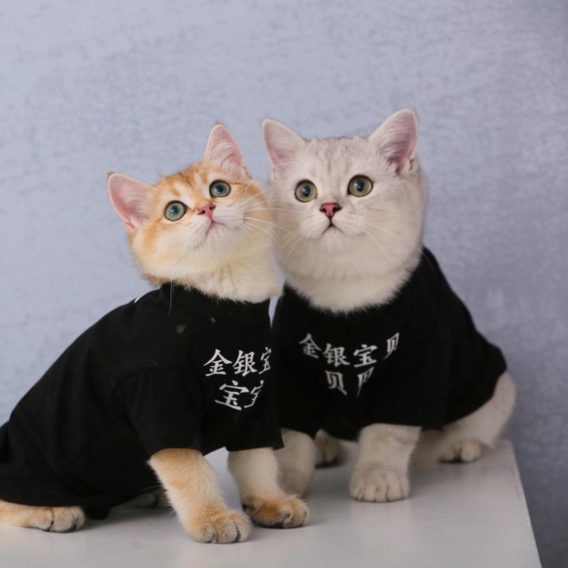 招财喵