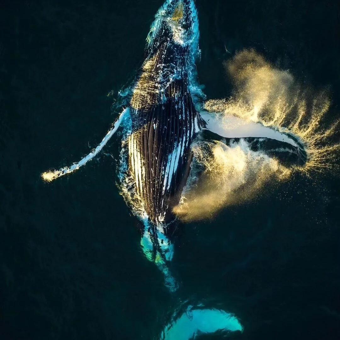 座头鲸（三教合一版）