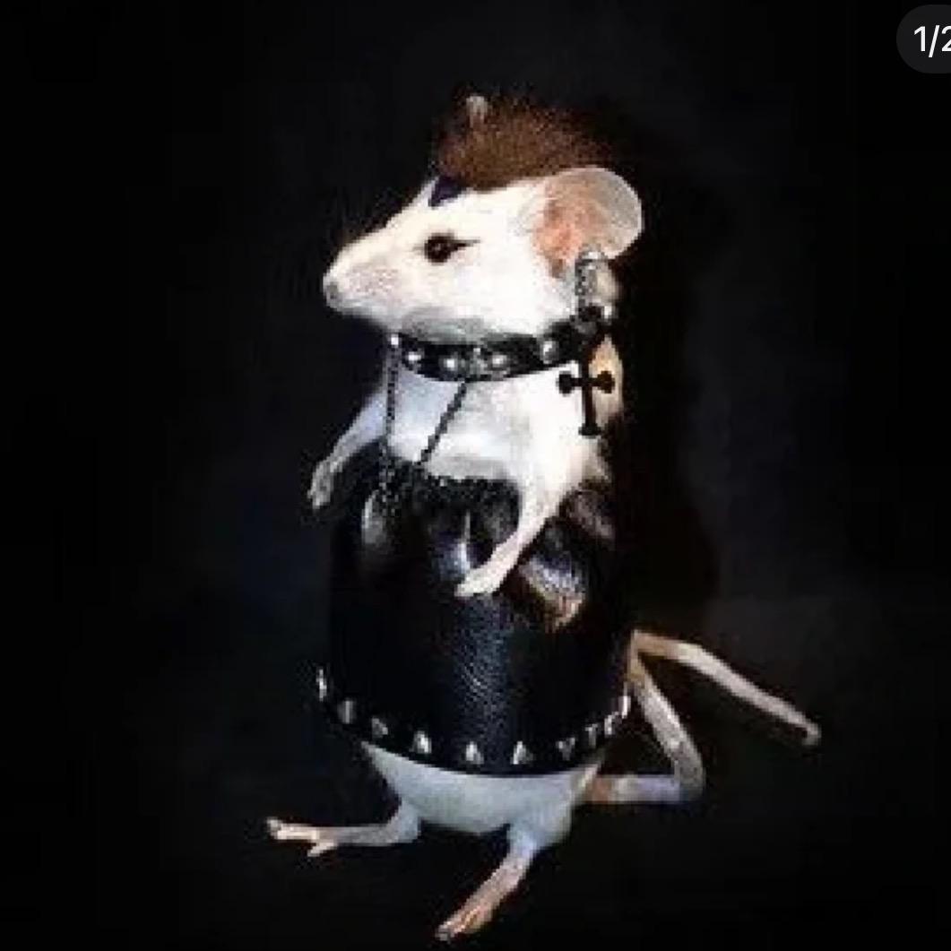 爵士鼠
