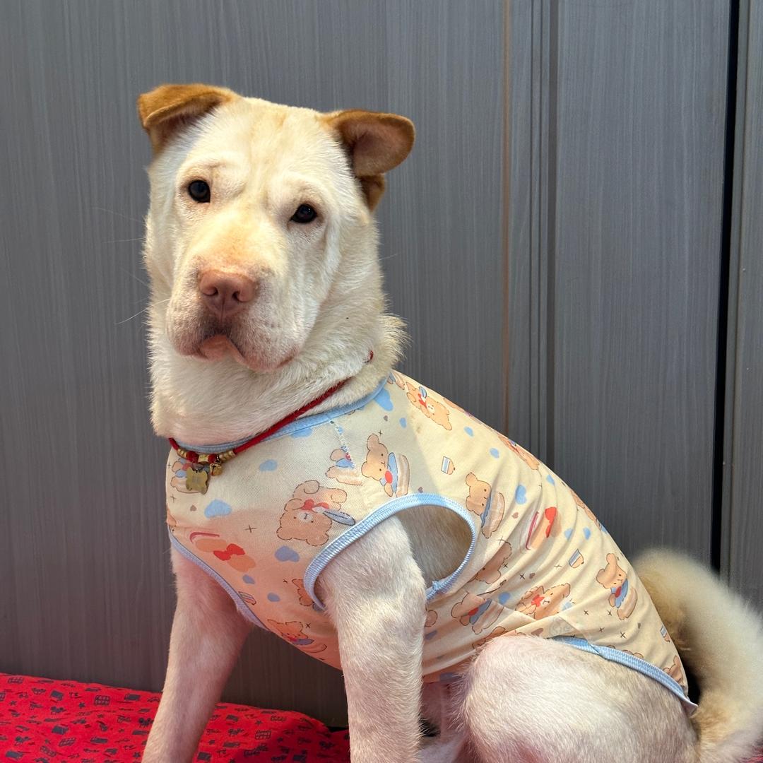 狗熊是只🐶