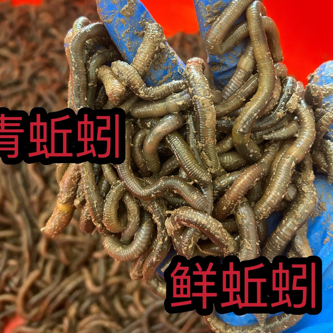 青蚯蚓供应