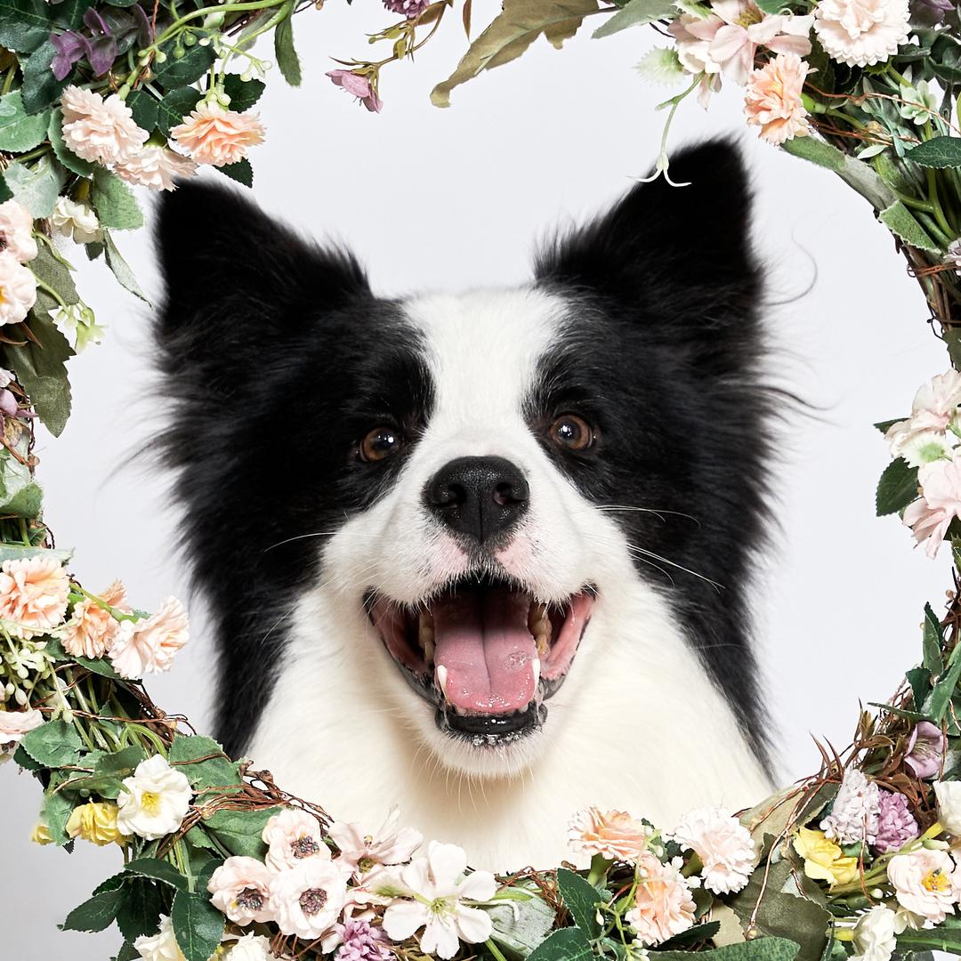 Unipet有你宠物店